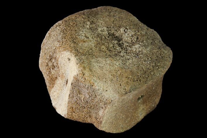 Fossil Hadrosaur Vertebra - Alberta (Disposition #-) #143285